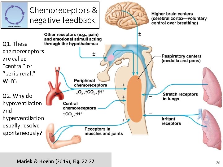 Chemoreceptors & negative feedback Q 1. These chemoreceptors are called “central” or “peripheral. ”