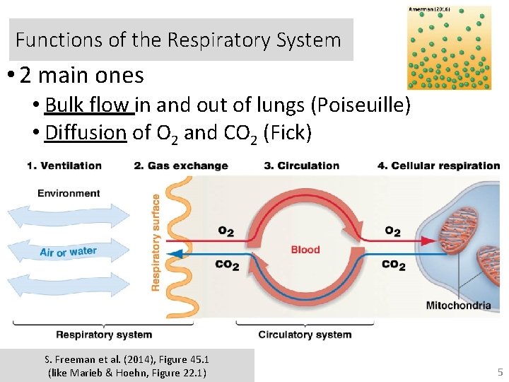 Functions of the Respiratory System • 2 main ones • Bulk flow in and