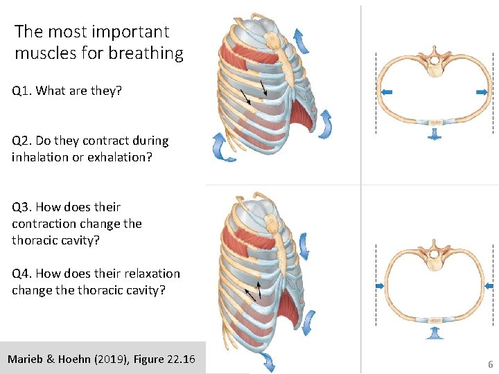 The most important muscles for breathing Q 1. What are they? Q 2. Do