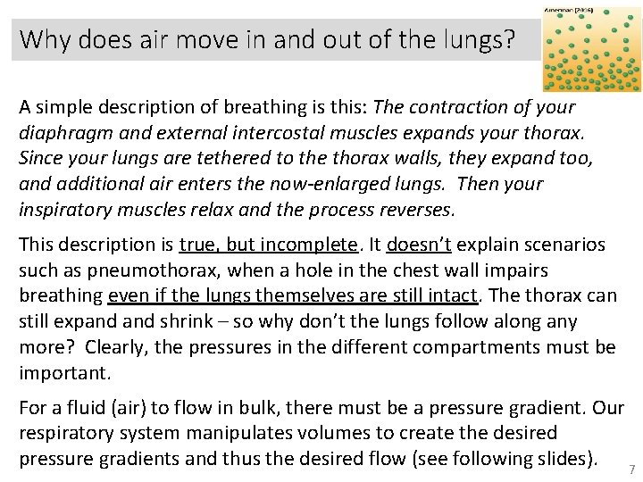 Why does air move in and out of the lungs? A simple description of