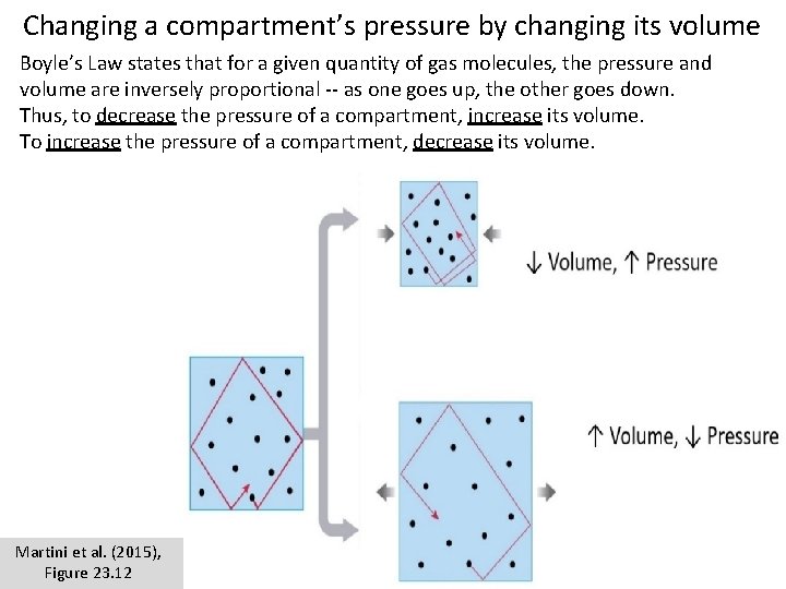 Changing a compartment’s pressure by changing its volume Boyle’s Law states that for a