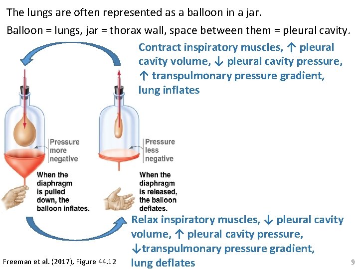 The lungs are often represented as a balloon in a jar. Balloon = lungs,