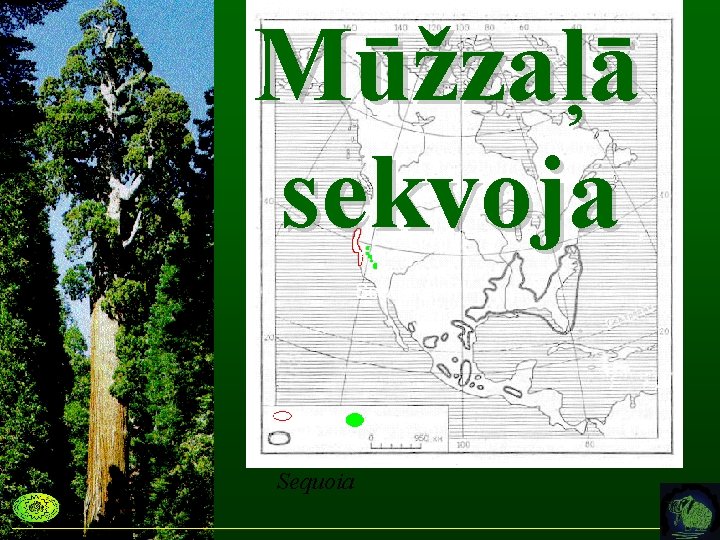 Mūžzaļā sekvoja Sequoia 