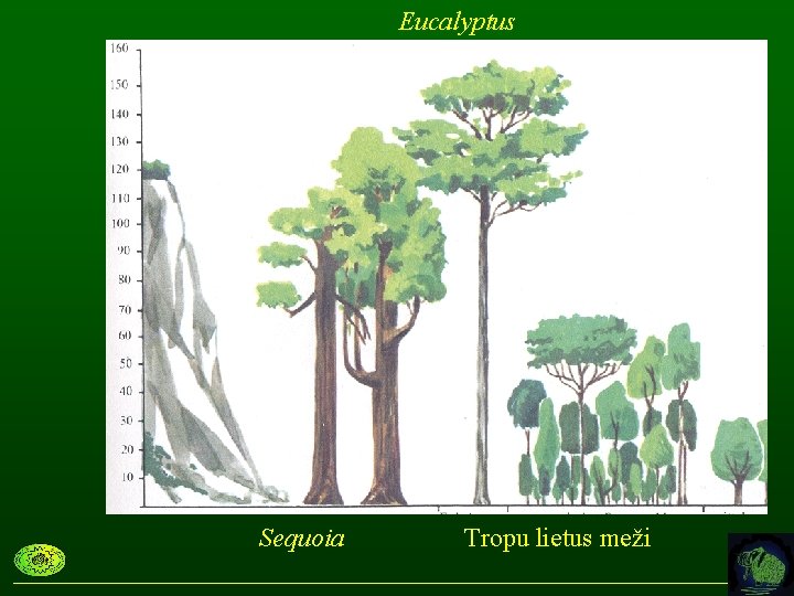 Eucalyptus Sequoia Tropu lietus meži 