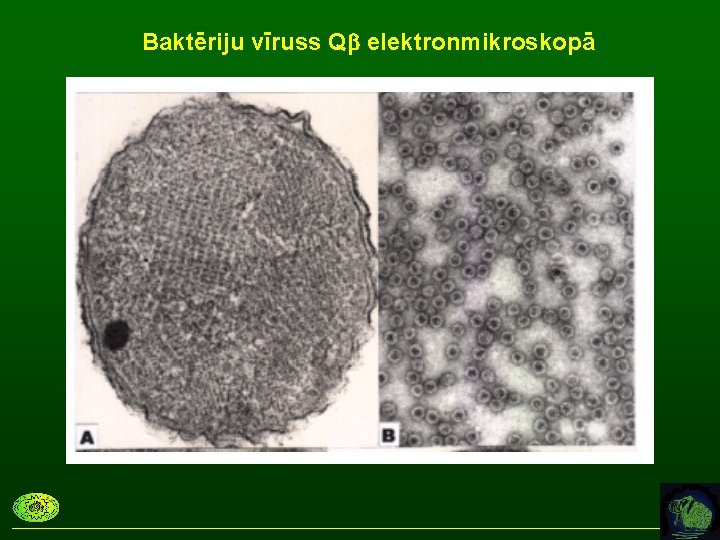 Baktēriju vīruss Qb elektronmikroskopā 