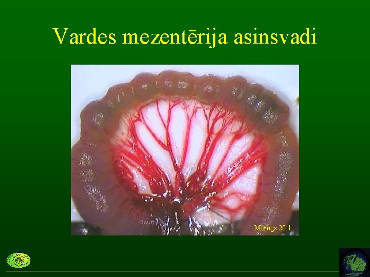 Vardes mezentērija asinsvadi Mērogs 20: 1 