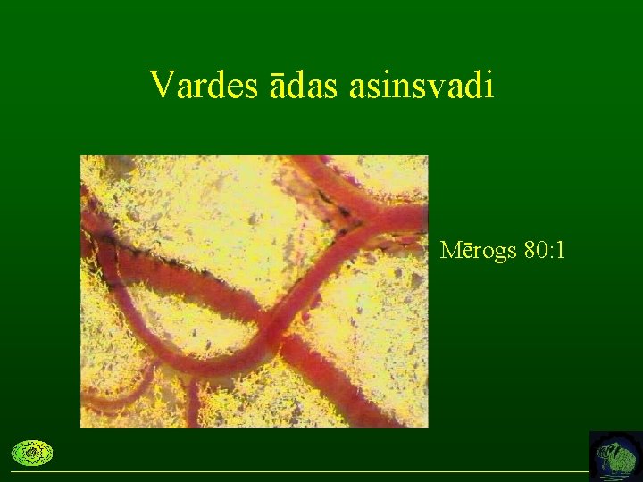 Vardes ādas asinsvadi Mērogs 80: 1 