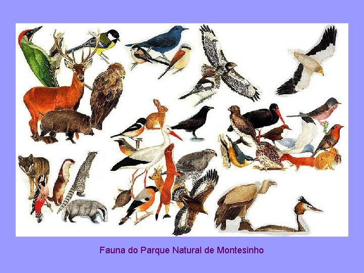 Fauna do Parque Natural de Montesinho 