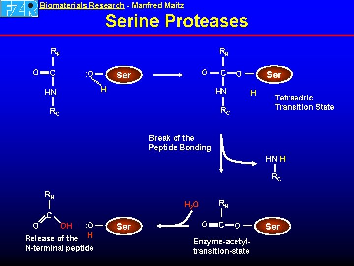 Biomaterials Research - Manfred Maitz Serine Proteases RN O RN C : O O-