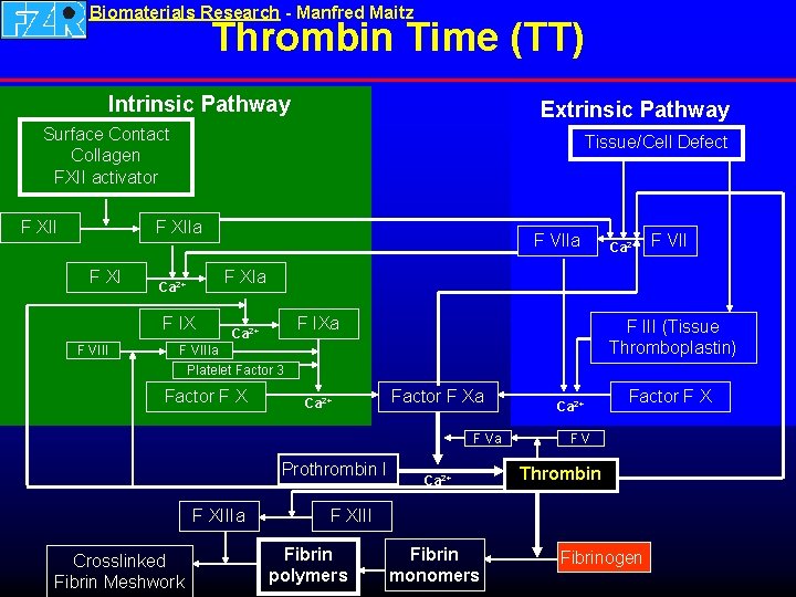 Biomaterials Research - Manfred Maitz Thrombin Time (TT) Intrinsic Pathway Extrinsic Pathway Surface Contact