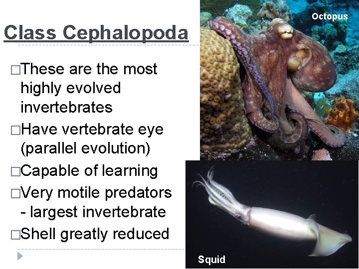 Octopus Class Cephalopoda �These are the most highly evolved invertebrates �Have vertebrate eye (parallel