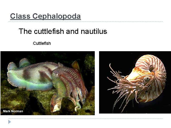 Class Cephalopoda The cuttlefish and nautilus Cuttlefish 