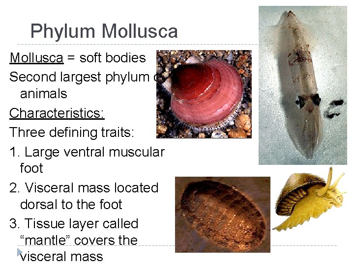 Phylum Mollusca = soft bodies Second largest phylum of animals Characteristics: Three defining traits: