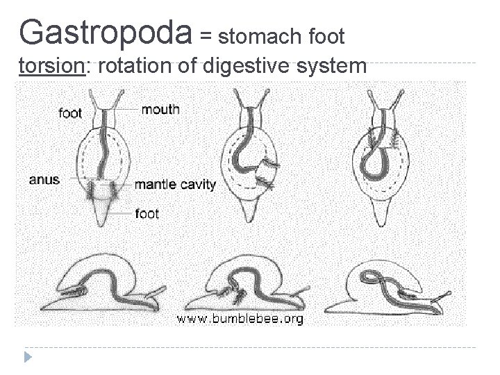 Gastropoda = stomach foot torsion: rotation of digestive system 