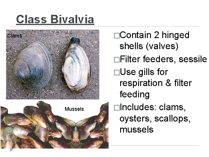 Class Bivalvia �Contain Clams Mussels 2 hinged shells (valves) �Filter feeders, sessile �Use gills