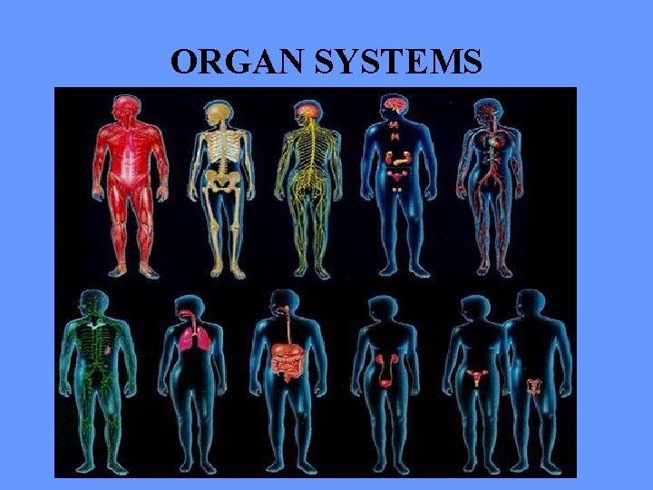 ORGAN SYSTEMS 