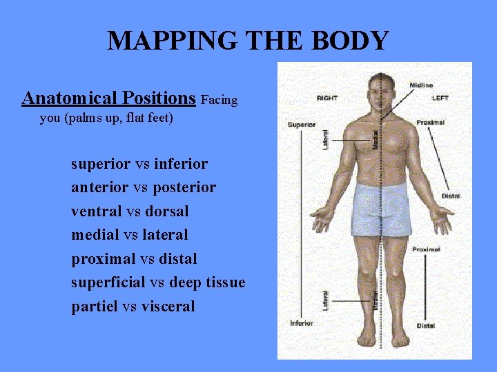 MAPPING THE BODY Anatomical Positions Facing you (palms up, flat feet) superior vs inferior