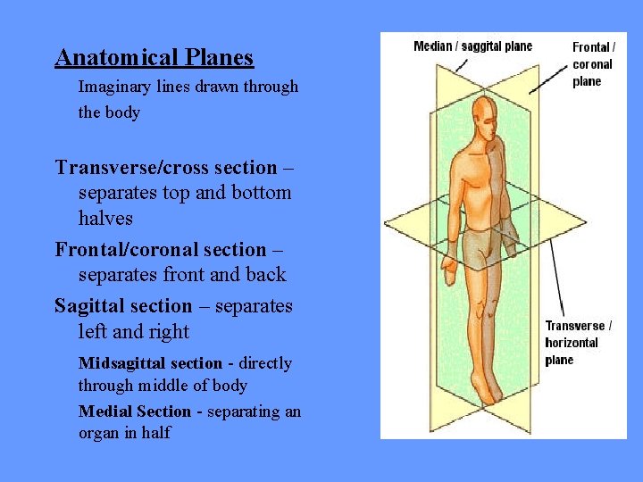 Anatomical Planes Imaginary lines drawn through the body Transverse/cross section – separates top and