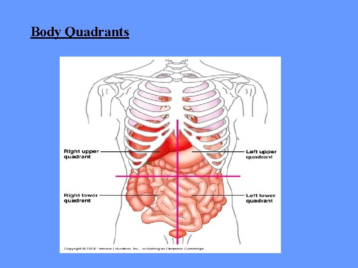 Body Quadrants 