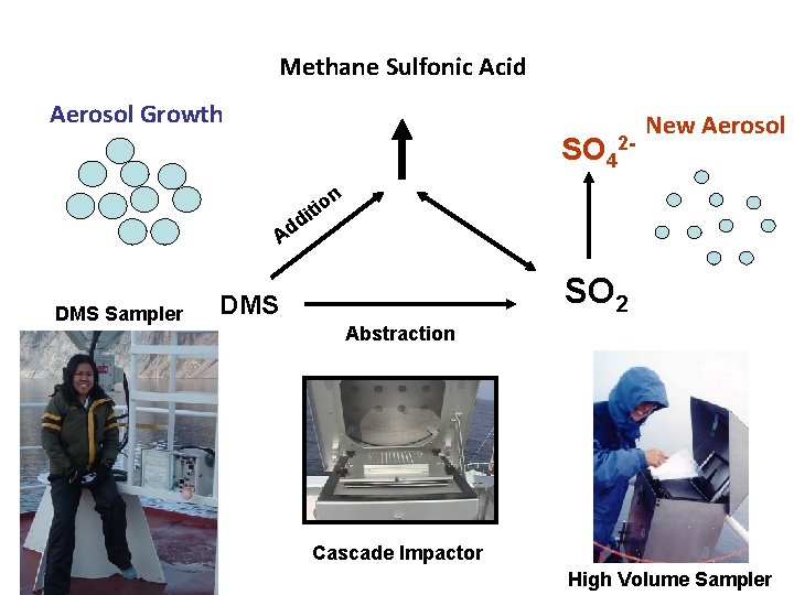 Biogenic Sulfate in the Arctic and its Contribution