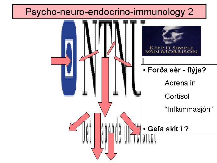 Psycho-neuro-endocrino-immunology 2 • Forða sér - flýja? Adrenalín Cortisol “Inflammasjón” • Gefa skít í