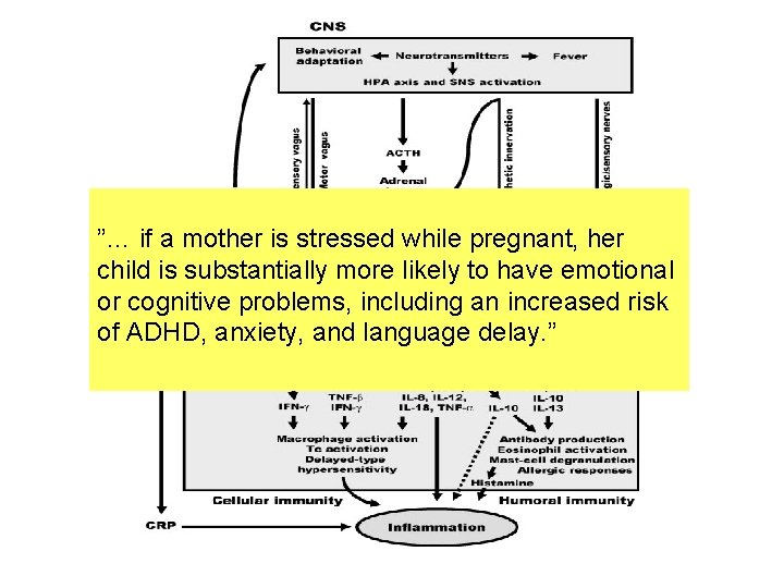 ”… if a mother is stressed while pregnant, her child is substantially more likely