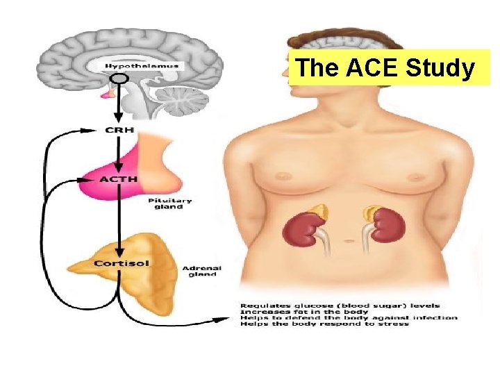 The ACE Study 