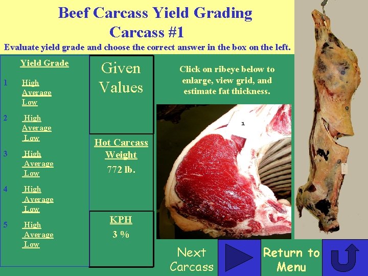 Beef Carcass Yield Grading Carcass #1 Evaluate yield grade and choose the correct answer