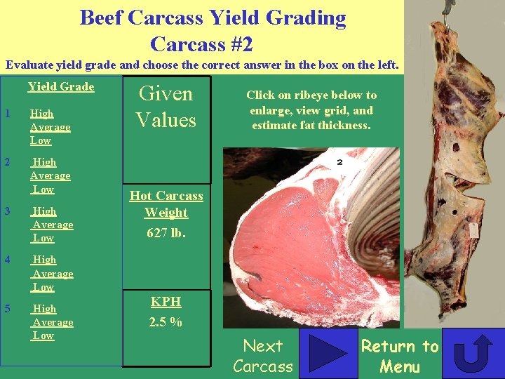 Beef Carcass Yield Grading Carcass #2 Evaluate yield grade and choose the correct answer