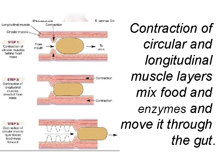 Contraction of circular and longitudinal muscle layers mix food and enzymes and move it