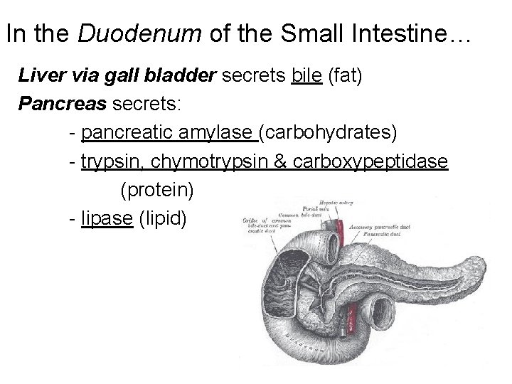 In the Duodenum of the Small Intestine… Liver via gall bladder secrets bile (fat)
