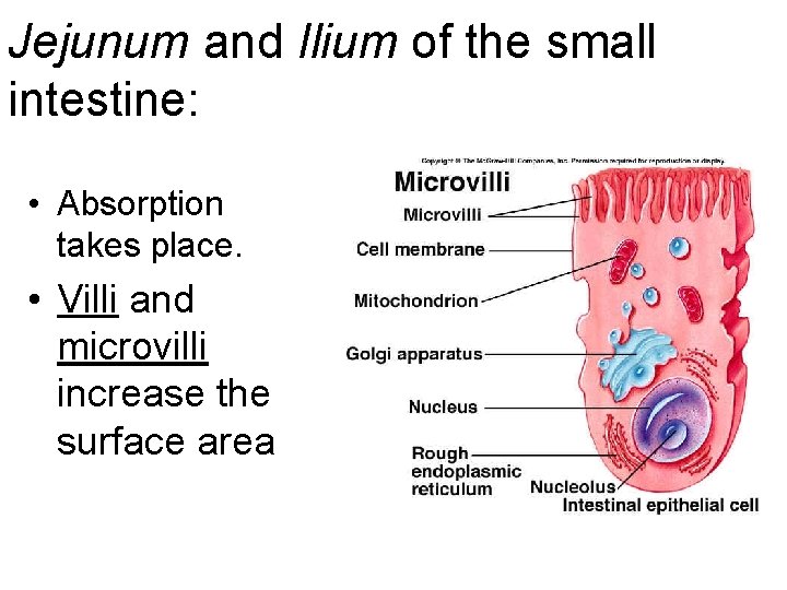Jejunum and Ilium of the small intestine: • Absorption takes place. • Villi and