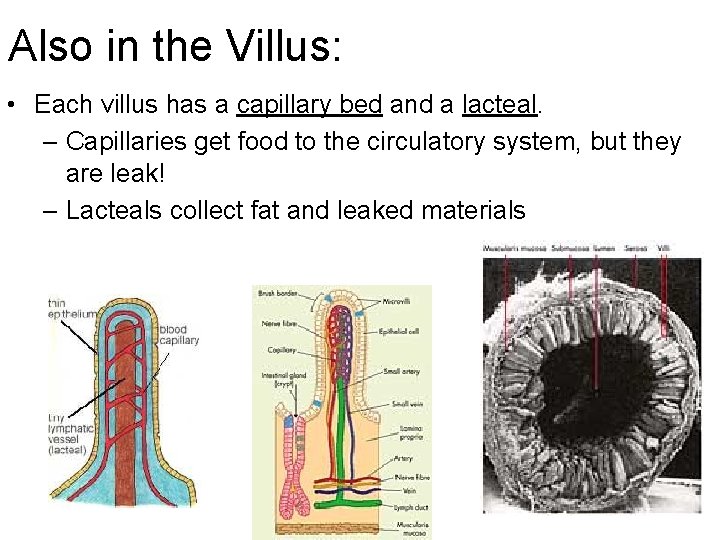Also in the Villus: • Each villus has a capillary bed and a lacteal.