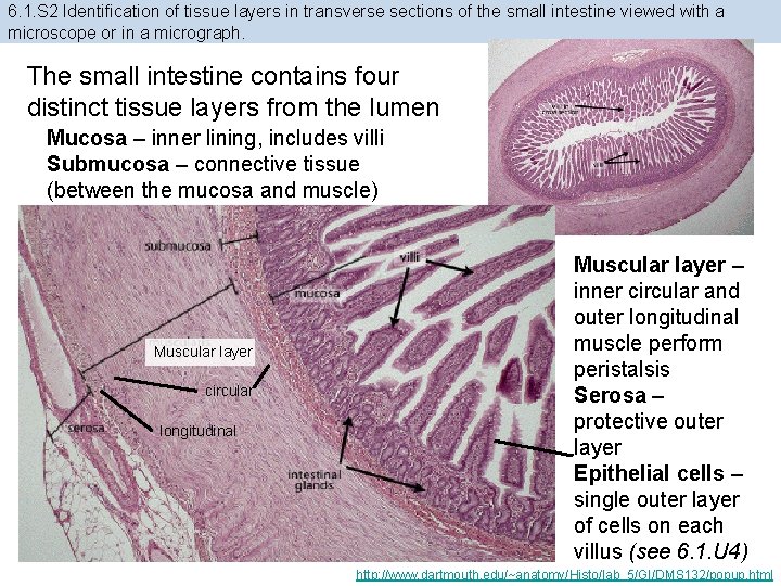 6. 1. S 2 Identification of tissue layers in transverse sections of the small