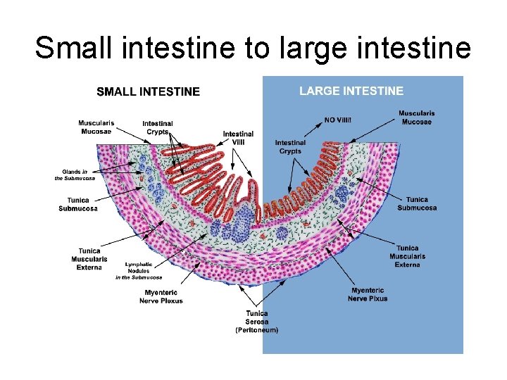 Small intestine to large intestine 