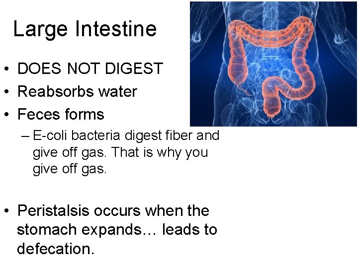 Large Intestine • DOES NOT DIGEST • Reabsorbs water • Feces forms – E-coli
