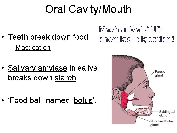 Oral Cavity/Mouth • Teeth break down food – Mastication • Salivary amylase in saliva