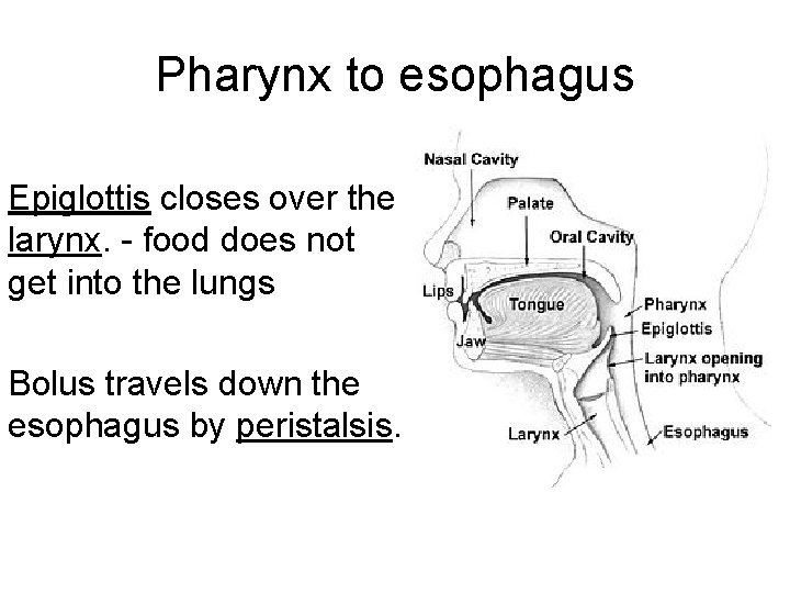 Pharynx to esophagus Epiglottis closes over the larynx. - food does not get into