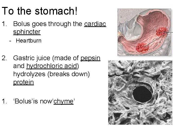 To the stomach! 1. Bolus goes through the cardiac sphincter - Heartburn 2. Gastric