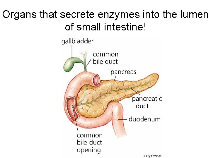 Organs that secrete enzymes into the lumen of small intestine! 