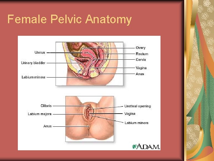 Female Pelvic Anatomy 