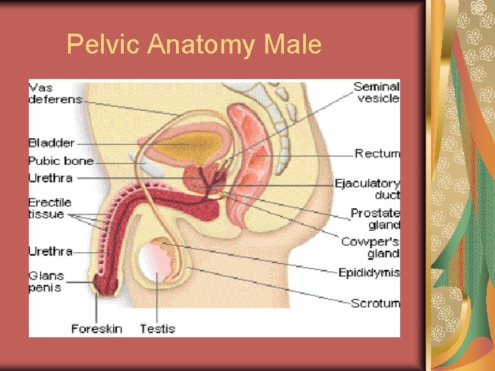 Pelvic Anatomy Male 