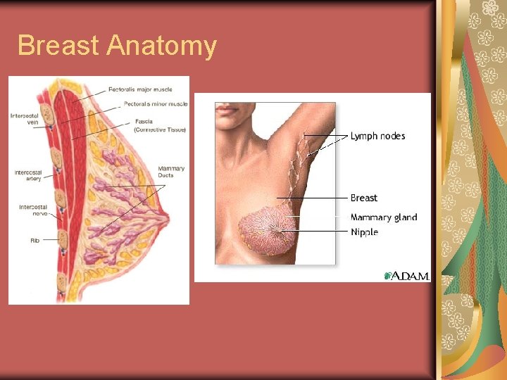 Breast Anatomy 