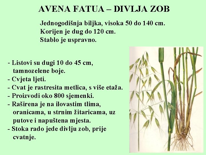 AVENA FATUA – DIVLJA ZOB Jednogodišnja biljka, visoka 50 do 140 cm. Korijen je