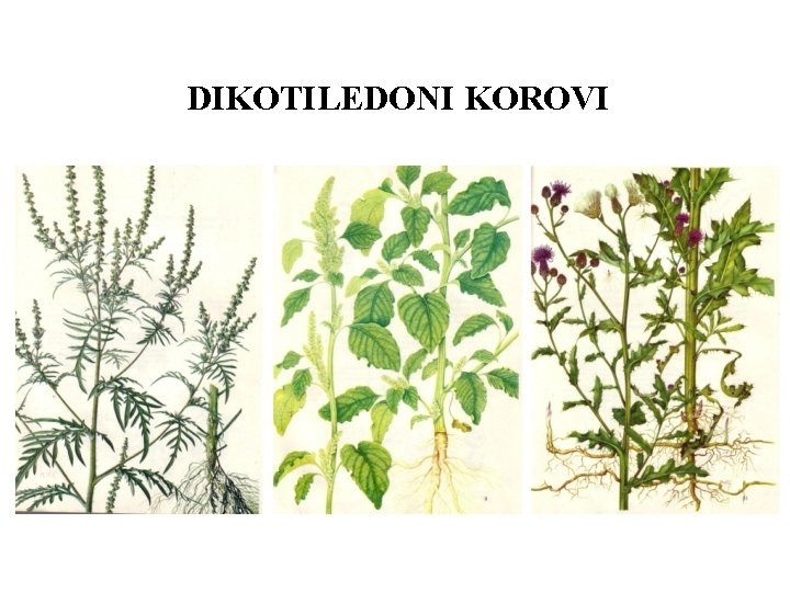 DIKOTILEDONI KOROVI 