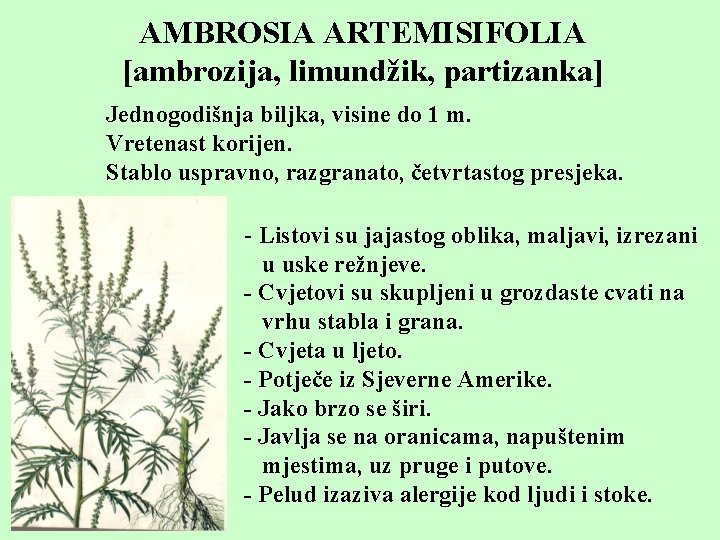 AMBROSIA ARTEMISIFOLIA [ambrozija, limundžik, partizanka] Jednogodišnja biljka, visine do 1 m. Vretenast korijen. Stablo