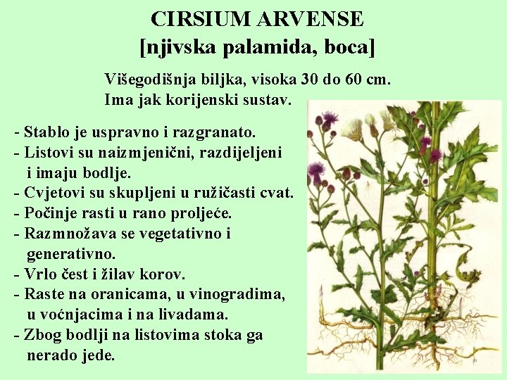 CIRSIUM ARVENSE [njivska palamida, boca] Višegodišnja biljka, visoka 30 do 60 cm. Ima jak