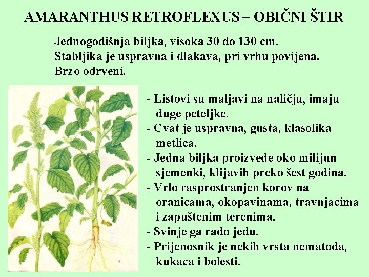 AMARANTHUS RETROFLEXUS – OBIČNI ŠTIR Jednogodišnja biljka, visoka 30 do 130 cm. Stabljika je