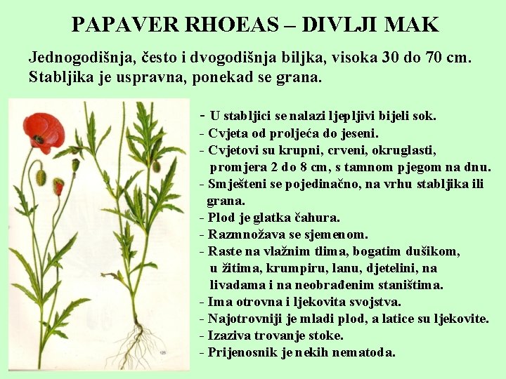 PAPAVER RHOEAS – DIVLJI MAK Jednogodišnja, često i dvogodišnja biljka, visoka 30 do 70