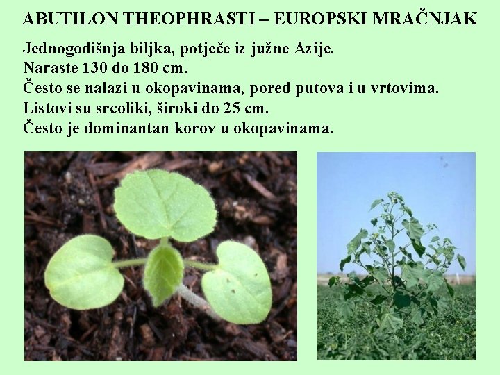 ABUTILON THEOPHRASTI – EUROPSKI MRAČNJAK Jednogodišnja biljka, potječe iz južne Azije. Naraste 130 do